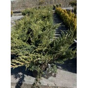 Ялівець лускатий Блу свід/ Ханнеторп 0.8 м